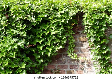 Hedera Helix On A House Facade