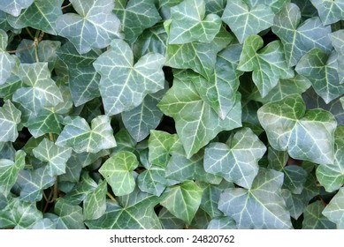 Hedera Helix Patch