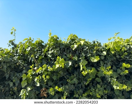 Hedera Helix plant with blue, clear and calm sky, hedera helix green wall with blue sky, horizontal