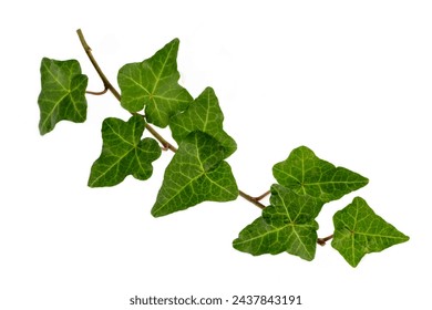 Hedera helix is a species of ivy from the Araliaceae family. - Powered by Shutterstock