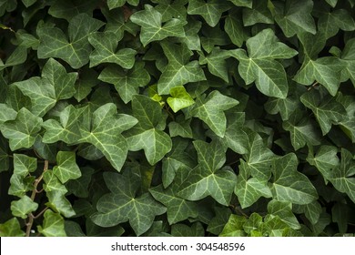 hedera or ivy green background 