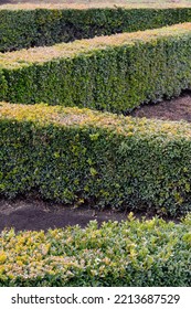 Hedge After Trimming. Evenly Trimmed Bushes