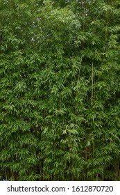 Hedge Bamboo Green Nature Texture
