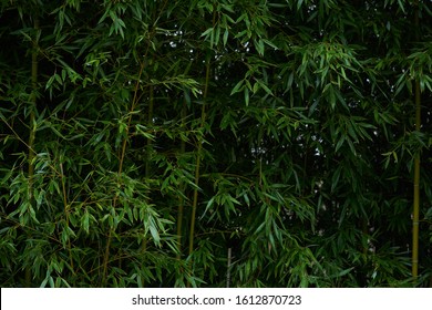 Hedge Bamboo Green Nature Texture
