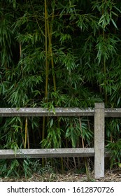 Hedge Bamboo Green Nature Texture
