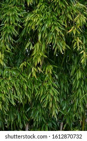 Hedge Bamboo Green Nature Texture
