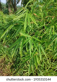 Hedge Bamboo Growing In The Wild Bushes.