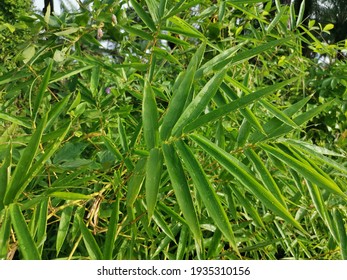 Hedge Bamboo Growing In The Wild Bushes.