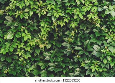 Hedge Of Big Green Leaves In Spring. Green Fence Of Parthenocissus Henryana. Natural Background Of Girlish Grapes. Floral Texture Of Parthenocissus Inserta. Rich Greenery. Plants In Botanical Garden.