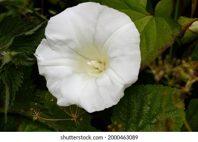 The Hedge Bindweed is a climbing, rhizomatous perennial that smothers surrounding vegetation as summer progresses. They have large showy white trumpet shaped flowers, typical of the Convolvulus family