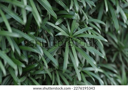 A hedge of a Buddhist pine ( Podocarpus macrophyllus ) tree. Dioecious and Podocarpaceae evergreen coniferous tree. Used for garden trees, bonsai, hedges and windbreaks.
