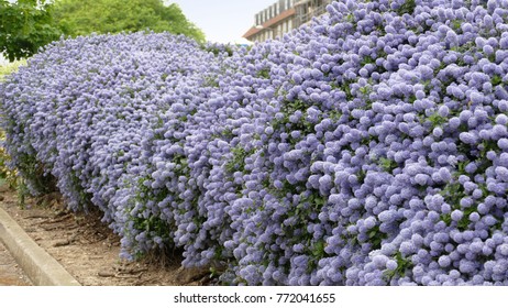 Hedge Of Ceanothus