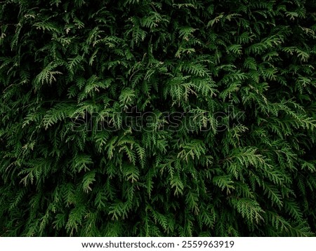 hedge close up as beackground 