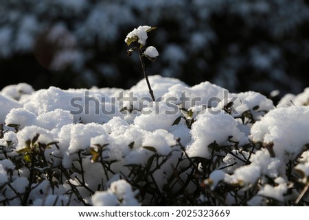 hedge covered with snow at winter