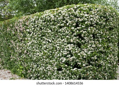 A Hedge Of Crataegus Monogyna In Full Flower