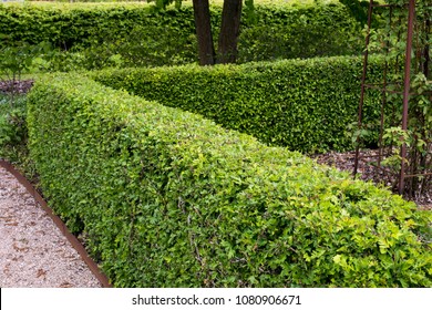 A Hedge Of Crataegus Monogyna In Spring