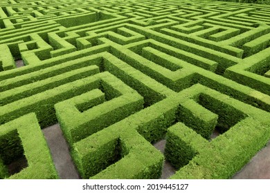 Hedge cut into a maze like puzzle pattern forming a garden labyrinth