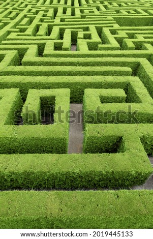 Hedge cut into a maze like puzzle pattern forming a garden labyrinth