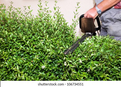 Hedge Cutting