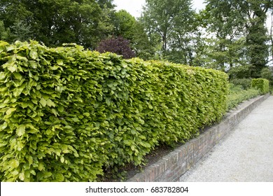 Hedge of Fagus sylvatica