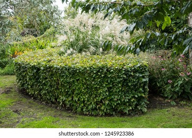 Hedge of Fagus sylvatica or beech