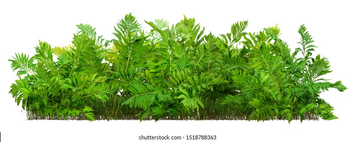 Hedge of fern plant isolated on a white background. Bush of lush green leaves. High quality clipping mask for professional composition. - Shutterstock ID 1518788363