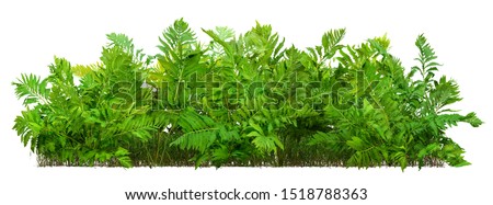 Hedge of fern plant isolated on a white background. Bush of lush green leaves. High quality clipping mask for professional composition.