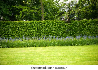 Hedge And Garden