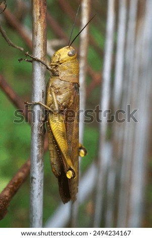 a hedge grasshopper perched on rusty fence                                   