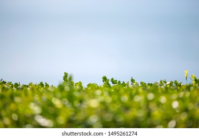 Hedge with green leafs and blue sky