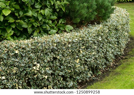 A hedge of  the holly Ilex aquifolium 'Argentea Marginata'