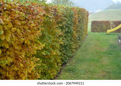 hedge of hornbeam cut into a plane in autumn when the leaves are dark brown and deciduous until spring. November day in the garden with lawn. foggy weather