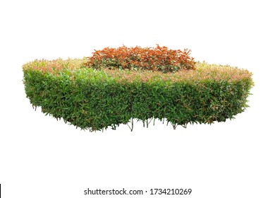 Hedge Isolated On White Background. Objects With Clipping Paths. Garden Design. Flowering Shrub And Green Plants For Landscaping. Decorative Shrub And Boxwood Hedge.
