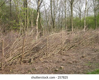 Hedge Laying