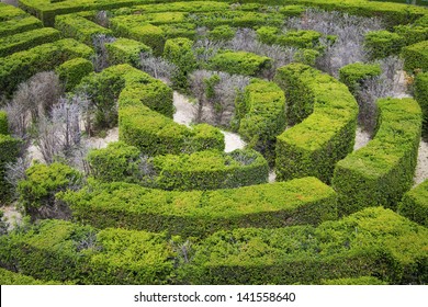 Hedge Maze