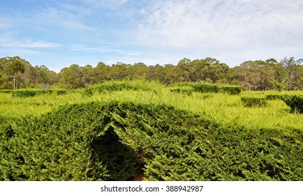 Hedge Maze At Amaze'n Margaret River Gardens/Hedge Maze/MARGARET RIVER,WA,AUSTRALIA-JANUARY 16,2016: Hedge Maze At Amaze'n Margaret River Botanical Gardens In Margaret River, Western Australia.