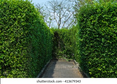 Hedge Maze In Gardens