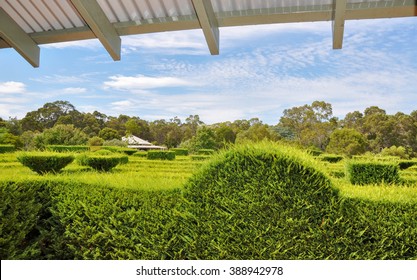 Hedge Maze In Gardens At Amaze'n Margaret River/Hedge Maze View/MARGARET RIVER,WA,AUSTRALIA-JANUARY 16,2016: Hedge Maze In Amaze'n Margaret River Botanical Gardens In Margaret River,Western Australia.