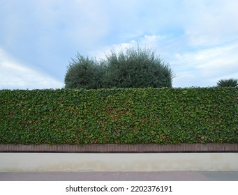 Hedge And Perimeter Wall Around Suburban Home