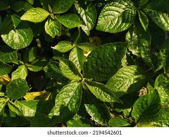 Hedge Plant Is A Plant That Grows A Lot In The Tropics, This Plant Can Be Used As Animal Feed, Medicine, And As A Fence For Houses In Rural Areas.



