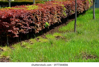 hedge of red and green beech in combination with ornamental grasses. Lush green alternates with deep red foliage in early spring. view from the mountain and from the side in the park