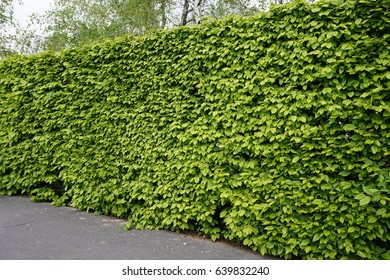 Hedge Side View Stock Photo 639832240 | Shutterstock