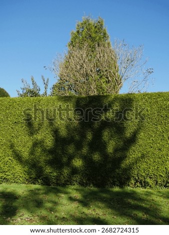 Hedge with a tree behind it casts a shadow on the ground