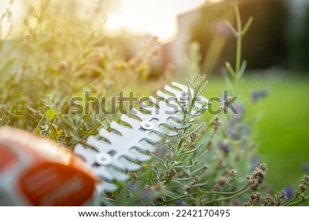 Hedge Trimmer close up. Garden work by sunset. Small cordless electric hedge trimmer cutting.