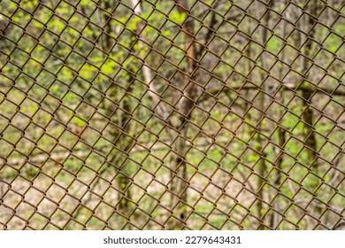 A hedge in the village.Old chain link pattern abstract fence with green grass field background. Focus foreground with soft, blurry background. Any backdrop, private property, sports field concept. - Powered by Shutterstock
