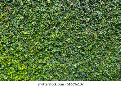 Hedge, A Wall With A Tree