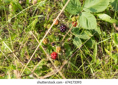 A Hedge With Wild Blackberries