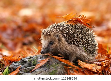 Hedgehog