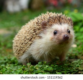 Hedgehog