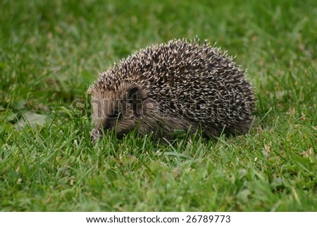 Similar – Kleiner Igel im Garten, mit Blick auf die Kamera